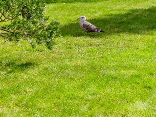 Seagull is on the green grass in the Park.