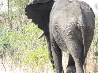 Afrika Tiere Natur