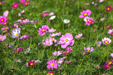 Colourful Cosmos flowers are blooming in the field when Autumn season is coming. It is very beautiful when blossom in the field.