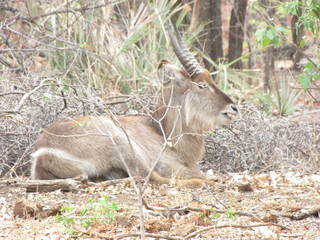 Afrika Tiere Natur