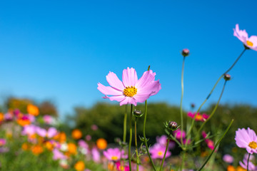 Colourful Cosmos flowers are blooming in the field when Autumn season is coming. It is very beautiful when blossom in the field.