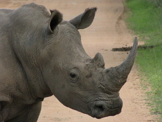 Obraz premium Afryka przyroda zwierzęta