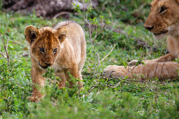 Lion cub in the Masai Mara National Park in Kenya