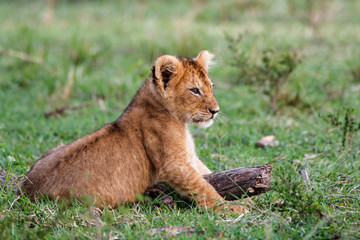 Lion cub in the Masai Mara National Park in Kenya