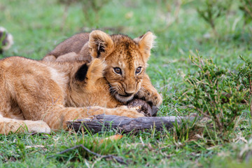 Lion cubs playing in the Masai Mara National Park in Kenya