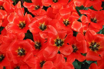 Tulips Hollands Glorie (Darwinhybrid Group) flowering. Spring time in Netherlands. 