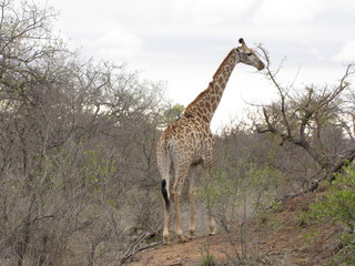 Afrika Tiere Natur