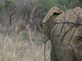 Afrika Tiere Natur