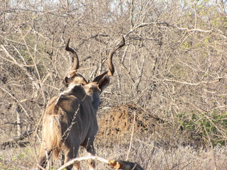 Afrika Tiere Natur