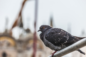 Pigeon on a balustrade in Piazza San Marco, Venice, Italy
