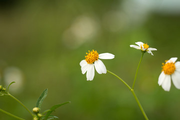 Wild daisy on green natural background