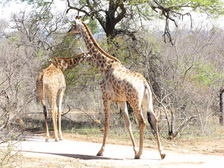 Afrika Tiere Natur