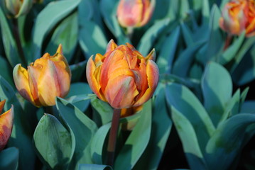 Fototapeta premium Orange tulips grown in the park. Spring time in Netherlands. 