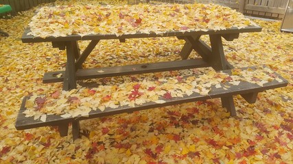 Ginkgo golden red leaves on ground and sitting benches in autumn season. Autumn background