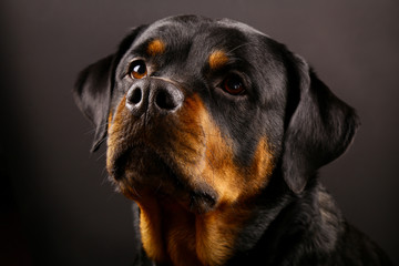 Obraz premium Beautiful dog Rottweiler on a black background close-up