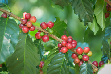 Arabica Coffee berry ripening on a tree