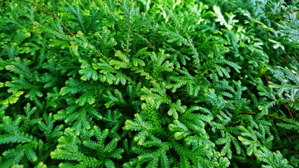 Selaginella ferns graden tropical