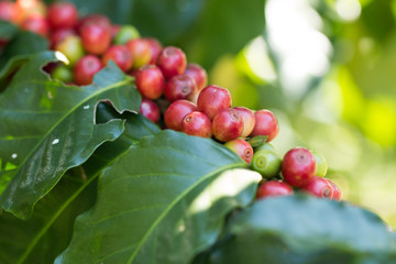 Arabica Coffee berry ripening on a tree