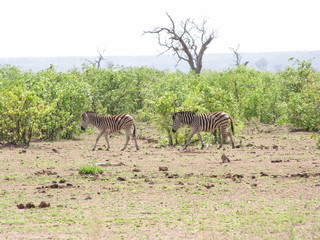 Fototapeta na wymiar Afrika Tiere Natur
