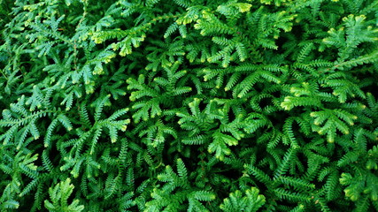 Selaginella ferns graden tropical