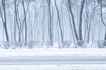 City park in winter. Town recreation area during snowfall. Winter weather forecast. Heavy snowstorm...
