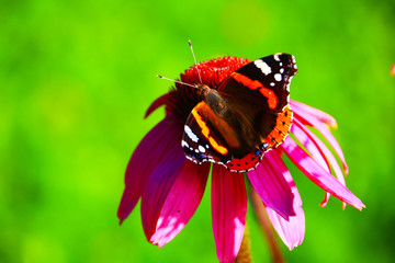 Admiral Schmetterling