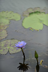 Beautiful lotus in a reflection pond with peaceful and enlighten with Buddhism atmosphere and spiritual.