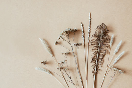 Dry Herbs And Flowers On Color Camel Background