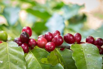 Arabica Coffee berry ripening on a tree