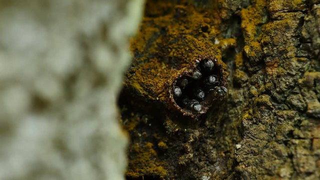 Stingless bee in the nature.