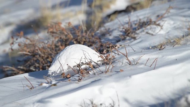 A White-tailed Ptarmigan in White Winter Plumage