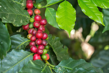Arabica Coffee berry ripening on a tree
