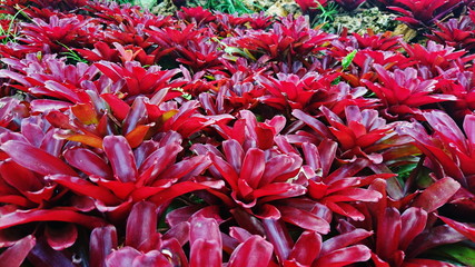 Bromeliad garden colorful tropical