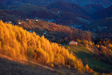 Majestic vivid birches in sunny beams at mountain valley.