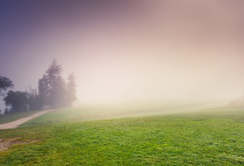 Obraz na płótnie Canvas Morning view of the lawn through dense fog.