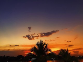 palm tree on the background of a beautiful sunset