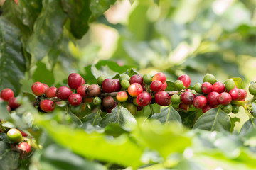 Arabica Coffee berry ripening on a tree