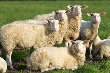 Naklejka na ściany i meble farm stock sheep looking alert at camera