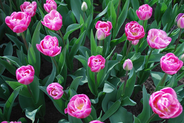 Tulip Vogue® (Double Group) grown in the park. Spring time in Netherlands.