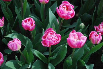 Tulip Vogue® (Double Group) grown in the park. Spring time in Netherlands.