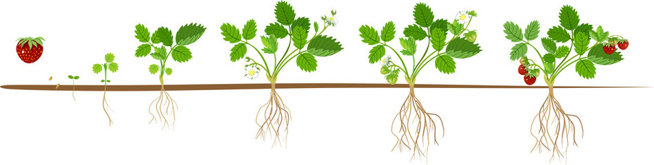 Life cycle of strawberry. Plant growth stage from seed to strawberry plant with berries