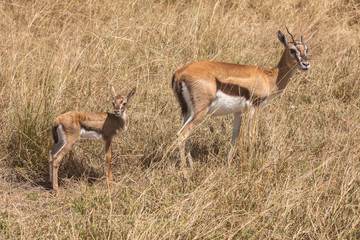 Full body portraits of Thomson's gazelle, gazelle thomsoni, mother and young calf in tall grass of the Masai Mara, Kenya