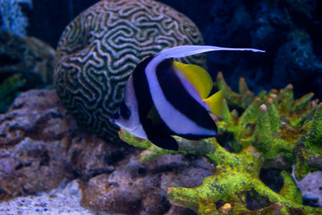 Fototapeta na wymiar Beautiful fish in the aquarium on decoration of aquatic plants background. Bright red striped fish in corals underwater sea.