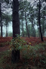 the trees in the forest