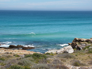 Wildtiere Afrika Natur