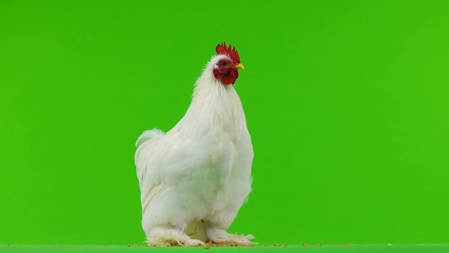 cockerel pecking grain on a green screen