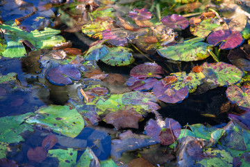 Lilly pads in a pond