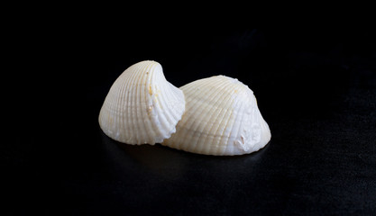 Seashells over black background