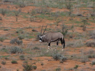 Wildtiere Afrika Natur