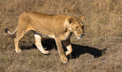 Löwin, Massai Mara Kenia